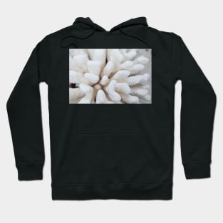 White Coral Hoodie